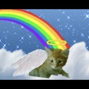 Meet your Posher, Madeline